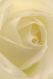 This evocative image draws you straight into the serene heart of a cream-hued rose-a familiar presence in many Chessington homes. The petals spiral open with dreamlike delicacy, their surfaces whisper-soft and almost weightless, suggesting the gentle touch of morning dew after a walk through Chessington's greenways. Light streams across the bloom, casting graceful shadows between the ivory curves while adding soft drama. The mood is peaceful and contemplative-like a comforting moment shared over tea in a local cafe, or a gesture of sympathy offered to a neighbour. There's an understated sweetness to the imagined scent, and every detail-from the fragile edges to the perfectly orchestrated core-shows the artistry and care of a florist who knows Chessington's community by heart. The rose stands as a quiet emblem of reverence, ideal for commemorating milestones, offering support, or marking hopeful new beginnings, with each petal holding the promise of enduring love and thoughtful remembrance.